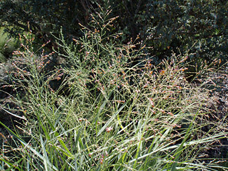 Meadows Grasses