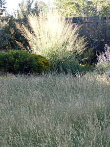 Meadows Grasses