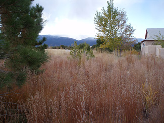 Meadows Grasses