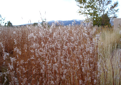 Meadows Grasses