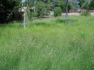 Meadows Grasses