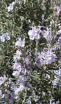 Arp Rosemary