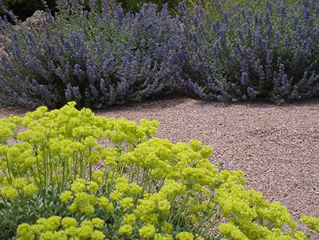 Sulfur Buckwheat and Catmint- HTB