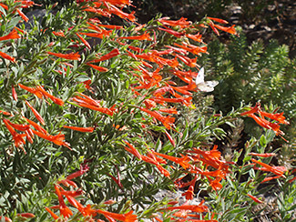 RueHummingbird Trumpet Flower 