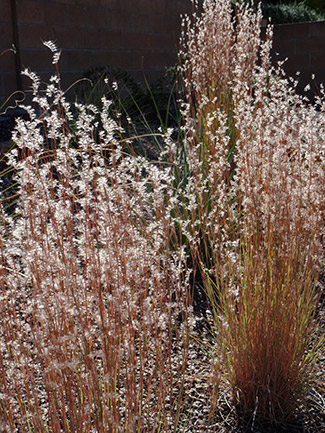 Karl Foerster Feather Reed Grass